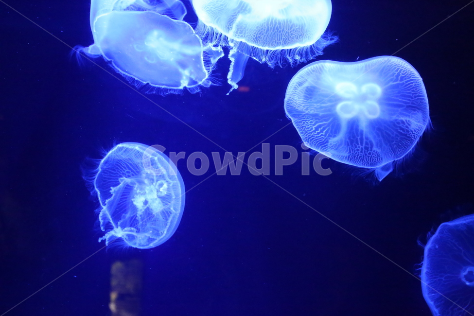해파리,수족관,신비,jellyfish,빛,동물,animal
