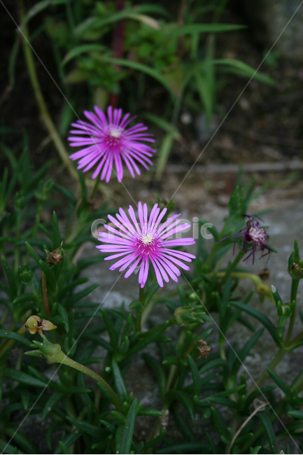 사철채송화,식물,flower,plants,nature,꽃,꽃봉오리,식물,자연,plants,nature,꽃,flower