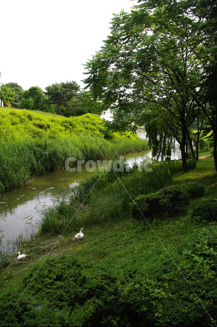 오리,강,풍경,초록,잎,나무,식물,plant,자연,nature