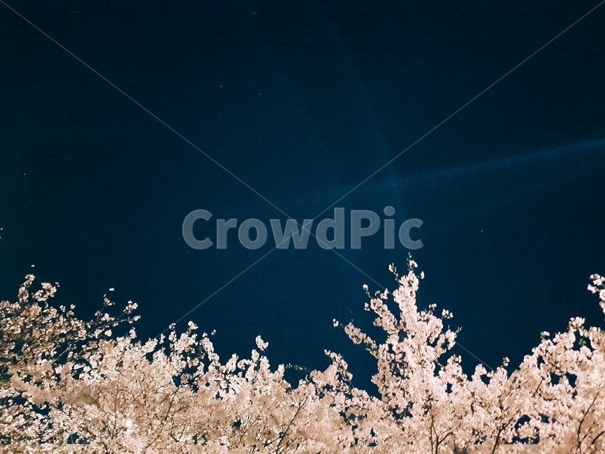 벚꽃,밤벚꽃,야경,꽃,봄,봄,계절,spring,season,자연,풍경,nature,landscape,야경,밤,nightscape,night,plant,식물