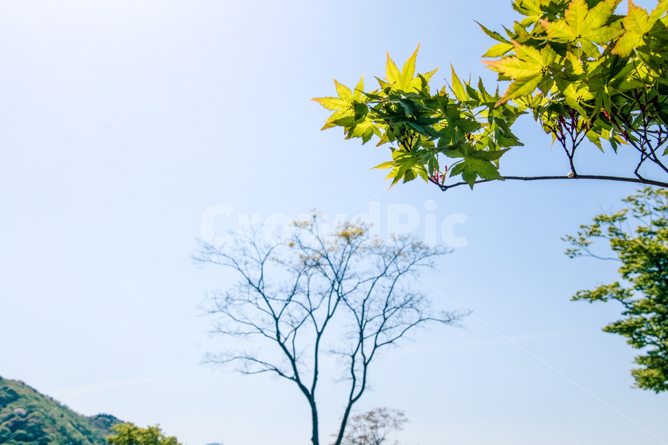 봄,산책,그린,나뭇잎,하늘,tree,나무,sky,leaves,leaf,식물,자연,plants,nature