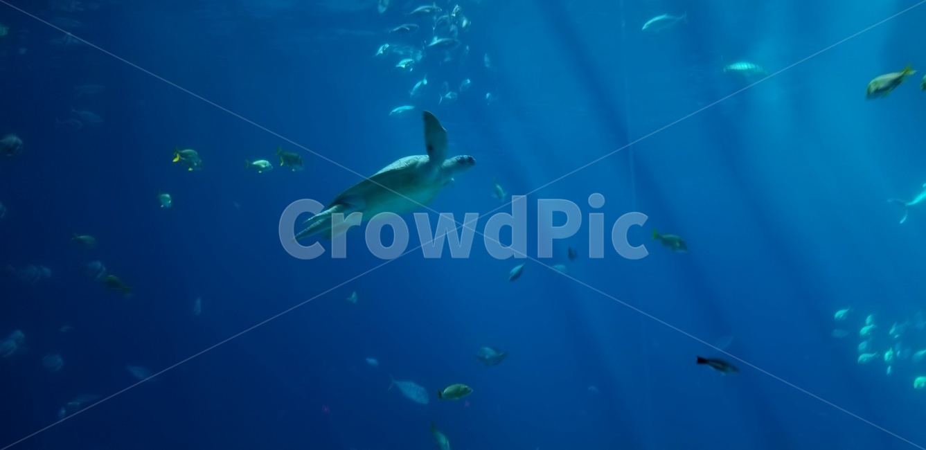 수족관,거북이,turtle,아쿠아리움,aquarium,동물,수중생물,animal,america,blue,파랑,light,빛,미국,거북,바다거북