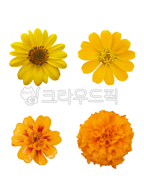 Marigold Nuki,Fresh flowers,Sunflower Nuki,Cheonsu Guk Nuki,Flower Nokki
