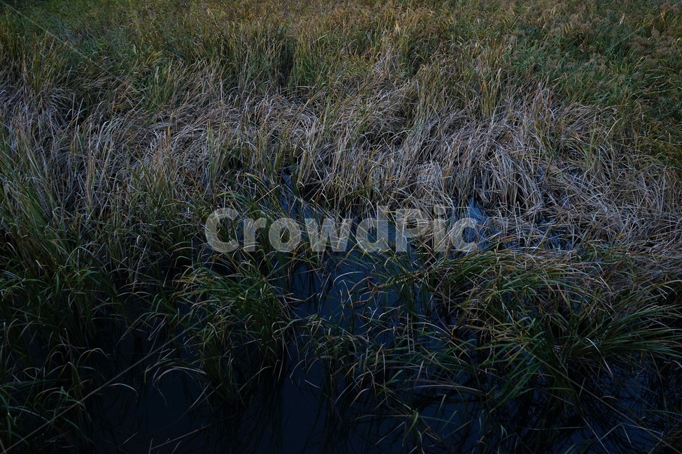 가을,늦가을,연못,반영,자연,autumn,landscape,pond,reflection,blue,water,plant,자연,풍경,nature,landscape,grass,잔디,식물,outdoors,옥외