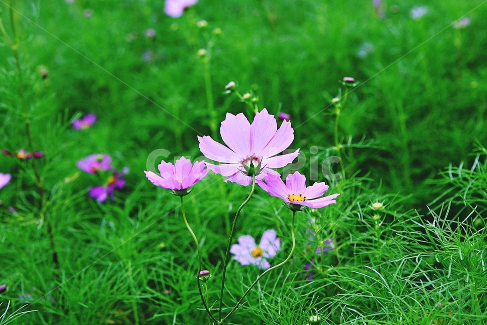 코스모스,꽃,꽃잎,식물,자연,가을,가을꽃,공원,식물,자연,plants,nature,꽃,flower