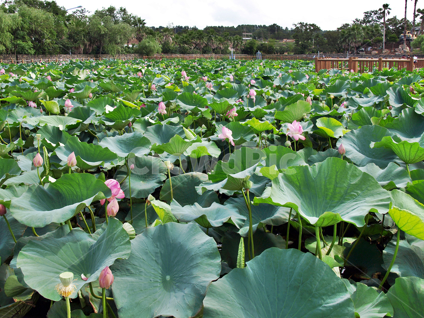 연꽃,연화지,제주,하가리,애월,연화못,연잎,여름,자연,관광지,자연,풍경,nature,landscape,plant,식물