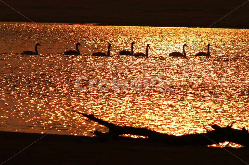 자연,동물,고니,강물,석양,동물,animal,조류,새,birds,실루엣,그림자,silhouette,shadow