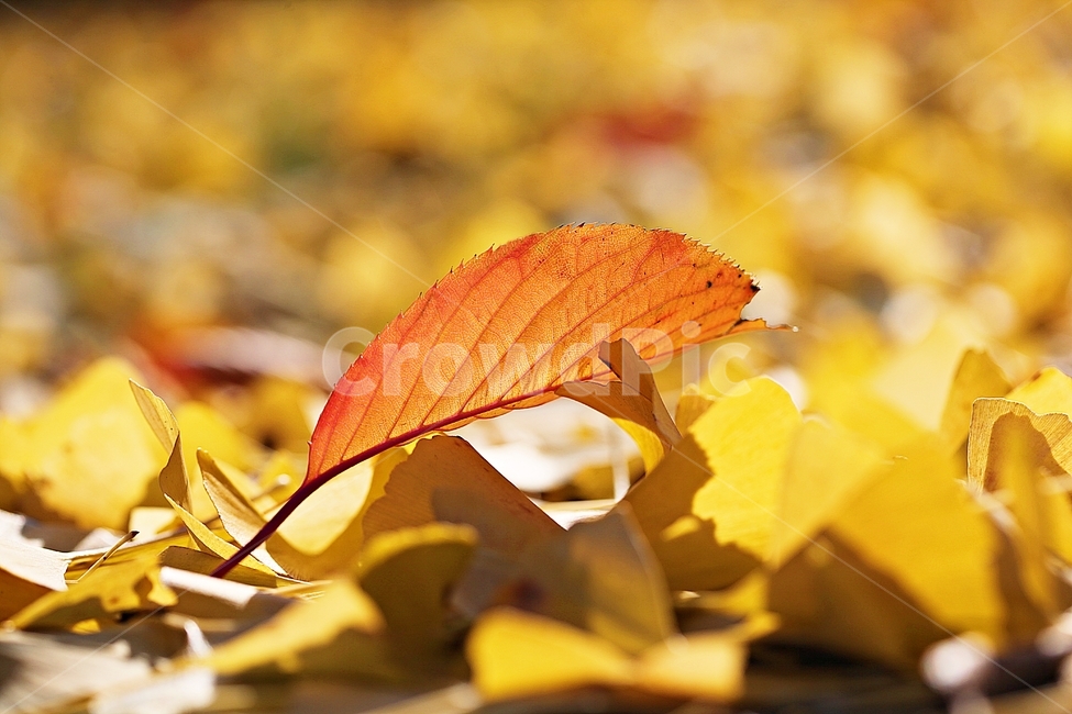 단풍,낙엽,가을,울긋불긋,나무잎,잎,식물,자연,가을,계절,fall,autumn,season,식물,자연,plants,nature