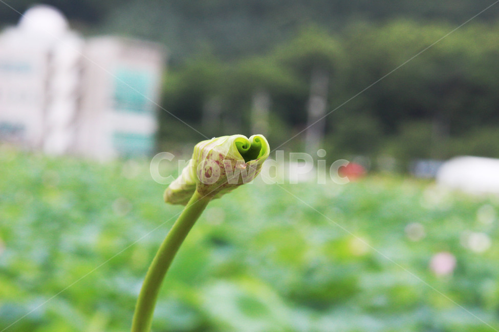 연잎,연꽃,lotus,leaf,사랑,하트,식물,식물,자연,plants,nature