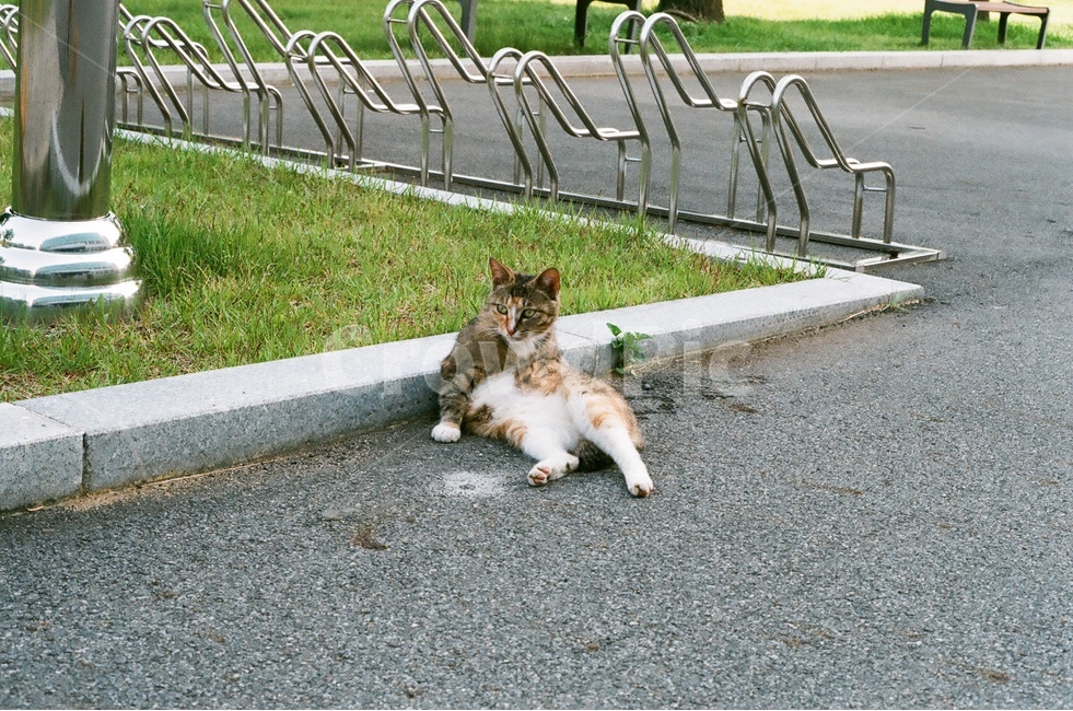 고양이,동물,반려동물,반려묘,코숏,코리안숏헤어,포즈,동물,animal,포유류,mammal,고양이,cat,kitten,kitty
