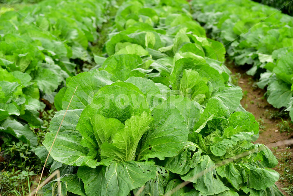 배추,배추잎,채소,김장배추,배추밭,배추농사,식물,야채,vegetable,cabbage,식물,자연,plants,nature