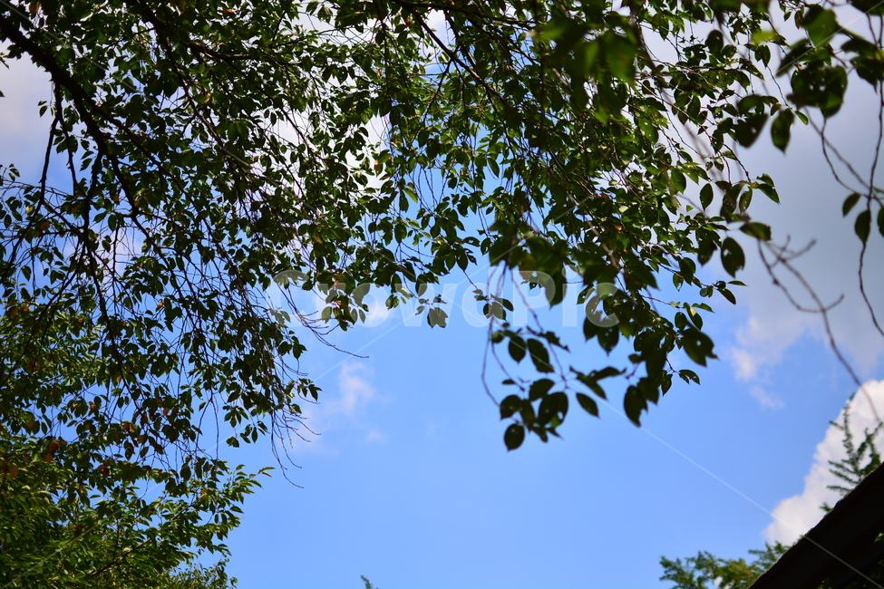 가을,초가을,가을하늘,하늘,계절,fall,autumn,season,식물,자연,plants,nature,나무,trees,wood,감성,feeling,sensible,휴식