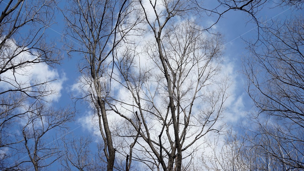 나무,겨울,자연,하늘,파란하늘,계절,나무가지,tree,sky,nature,winter,bluesky,branch,season,solitary,외로움,추위,꽃샘추위,숲,미세먼지없는,실루엣,하늘배경,가지,식물,마른잎,분위기,감성,겨울나무,쓸쓸함,고요,나뭇가지,풍경,겨울,계절,winter,season,식물,자연,plants,nature,나무,trees,wood