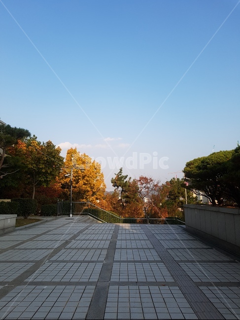 가을,단풍,하늘,가을하늘,가을나무
