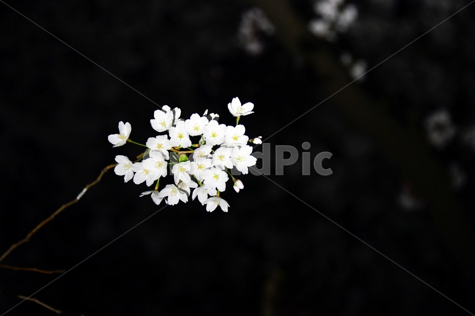 벚꽃,나무,봄,식물,조명,밤,야간,plant