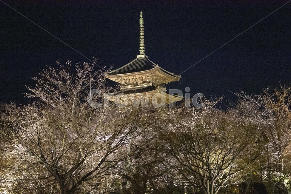 도지,일본,야경,풍경,japan,temple,탑,건축물,tower,architecture