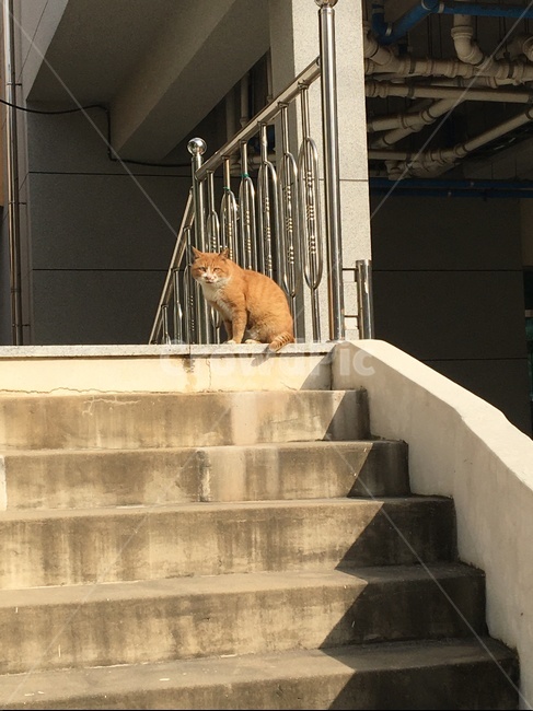 치즈냥,계단,cat,길고양이,난간,banister