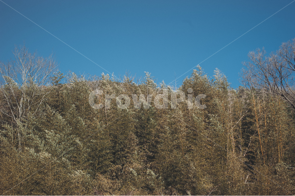 대나무,산,자연,하늘,숲,자연,풍경,nature,landscape,tree,나무,plant,식물,fir,전나무