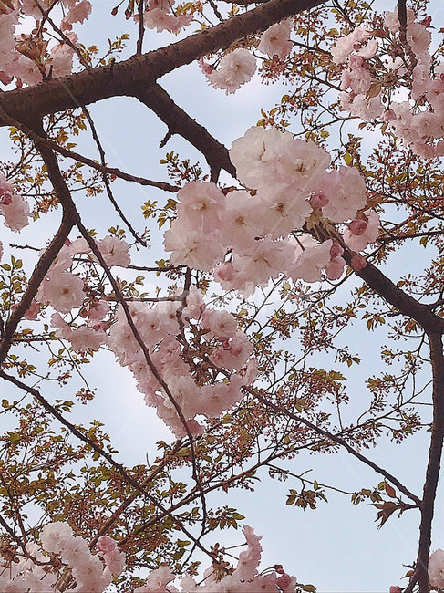 벚꽃,봄,꽃나무,겹벚꽃,분홍색