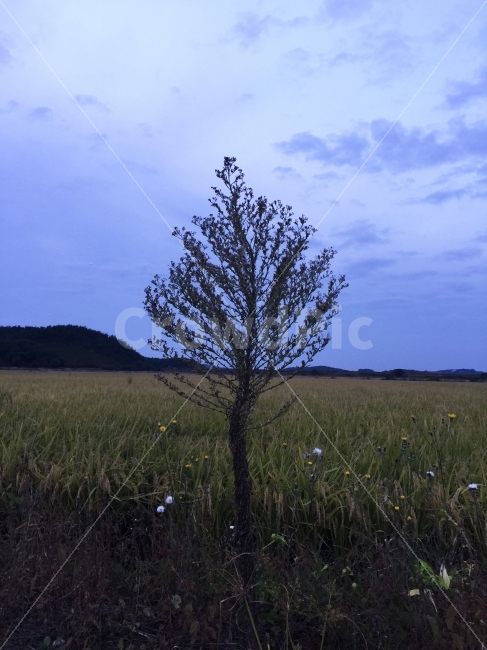 나무,작은나무,풍경,자연,가을,배경,아름다운,농업,하늘,구름,필드,여행,초원,야외,산,시골,농지,식물,자연,plants,nature,나무,trees,wood