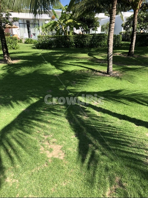 grass,잔디,plant,식물,그림자