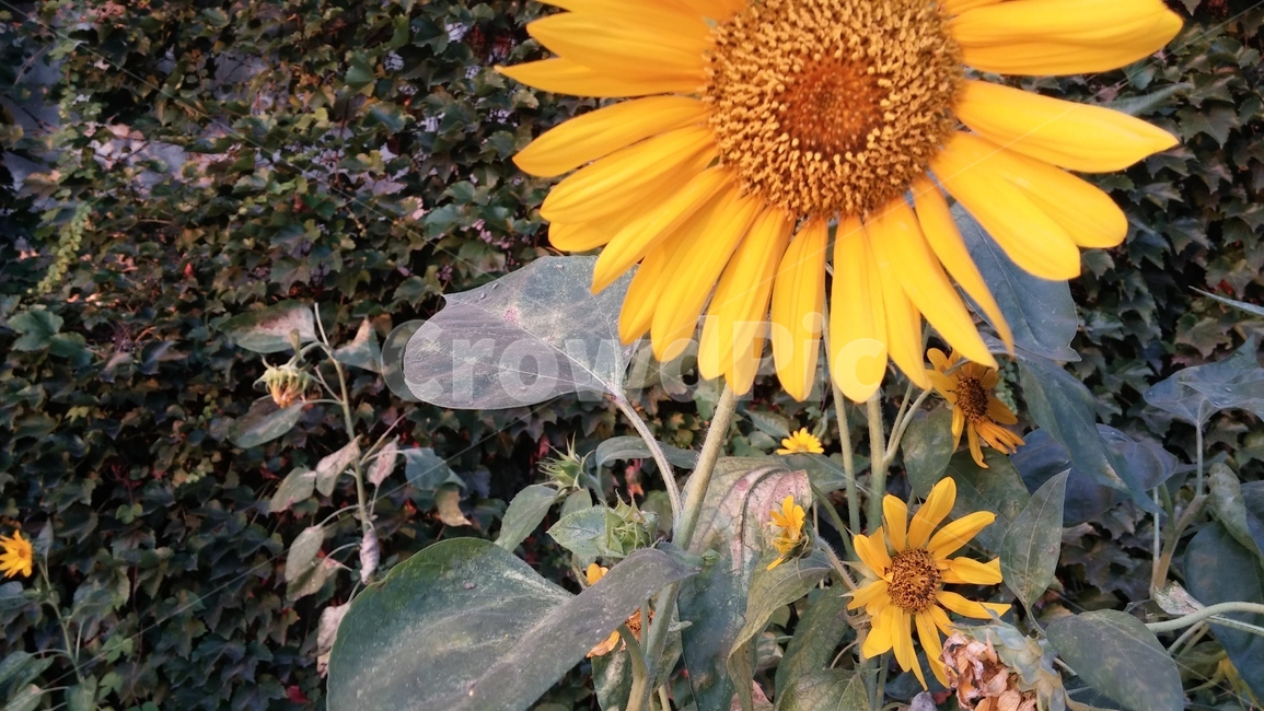 해바라기,꽃,여름,감성,꽃나무,여름,계절,summer,season,식물,자연,plants,nature,꽃,flower,plant,blossom