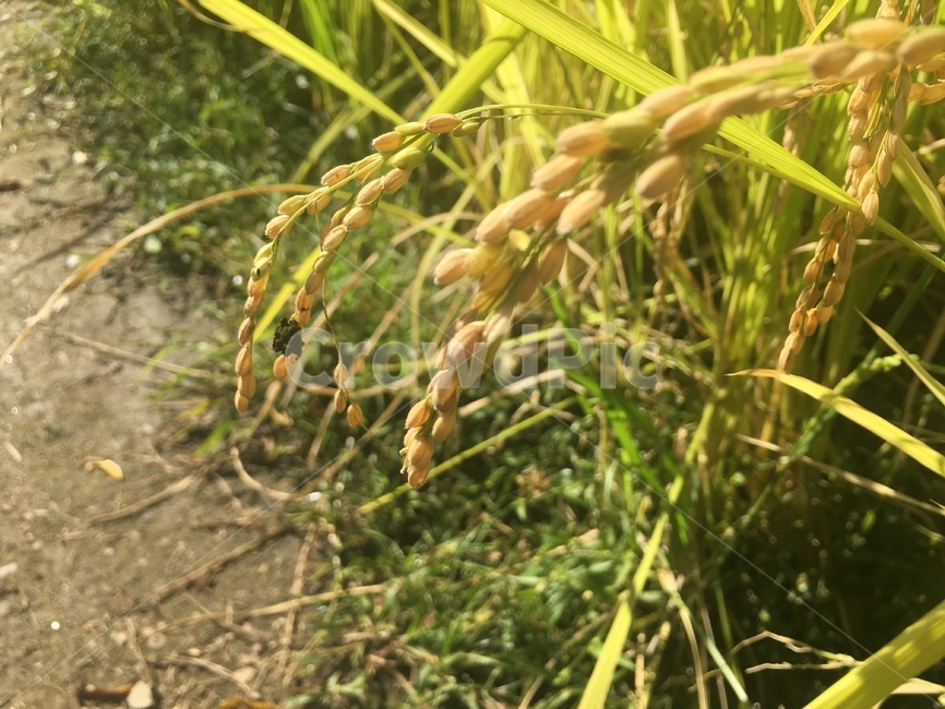 plant,식물,vegetation,초목,nature,들,field,목초지,grassland,자연,outdoors,옥외,쌀,벼,낟알,가을