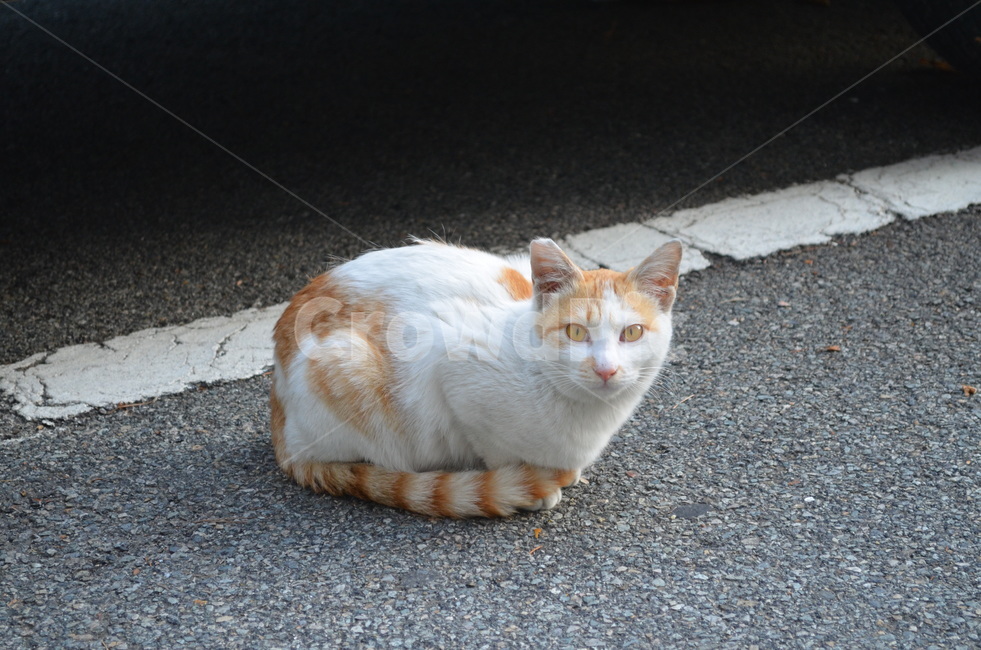 asphalt,아스팔트,animal,동물,pet,포유류,cat,고양이,길고양이,길냥이,귀여운,주차장