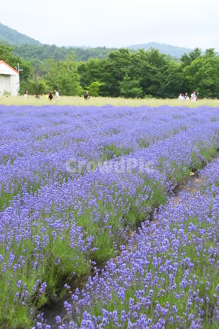 라벤더,라벤더밭,고성라벤더축제,lavender,보라색꽃