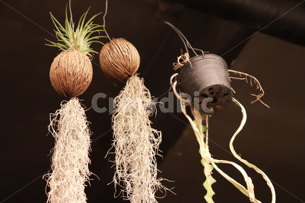 풀,식물,걸어놓는식물,자연,카페식물,식물,자연,plants,nature,실내용화초,화분,화초,house plant