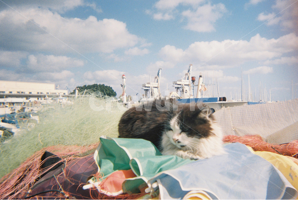 고양이,하늘,동물,구름,항구,낮잠,풍경,자연,cat,파라솔,하늘색,sky,cloud,편안함,아늑함,여름,봄,길냥이,점박이,잠,나른함,comfy,cozy,nap,blue,kitten,port,동물,animal,포유류,mammal,고양이,cat,kitten,kitty