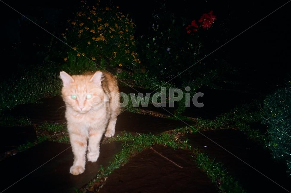 고양이,길냥이,길고양이,cat,animal,동물,pet,동물,animal,포유류,mammal,고양이,cat,kitten,kitty