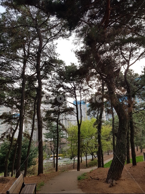 소나무,소로길,숲,벤치,풍경