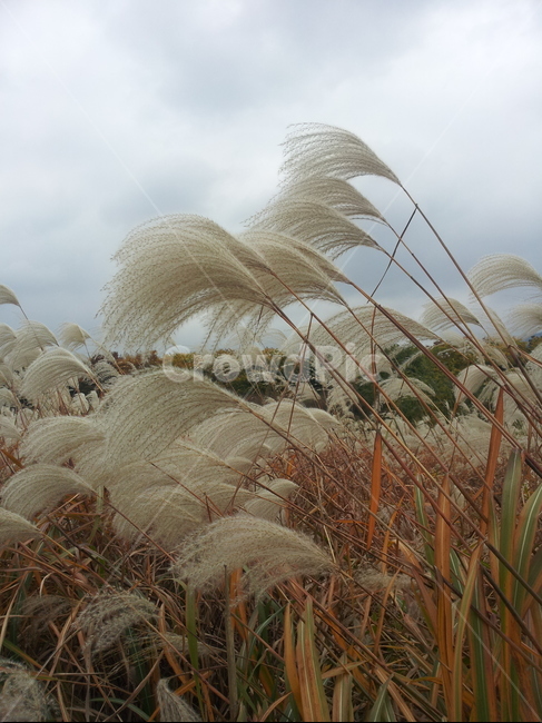 갈대,바람,스산함,추위,계절,가을,계절,fall,autumn,season,자연,풍경,nature,landscape,grass,잔디,plant,식물,lawn,reed