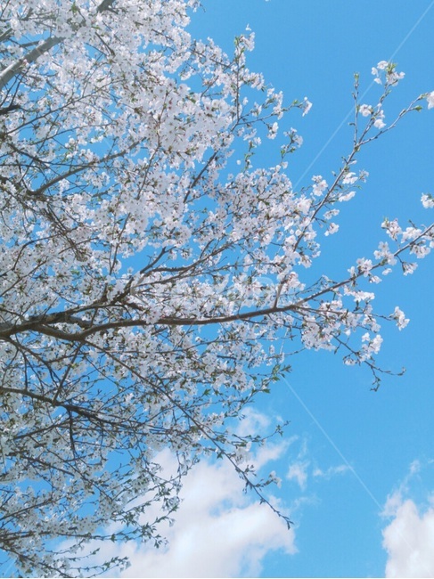벚꽃,봄,벚꽃나무,파란하늘,맑은날,봄날,꽃,산뜻,기분좋은날씨,봄바람