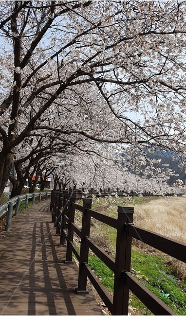 봄,벚꽃,봄날,산책,봄바람,산책길