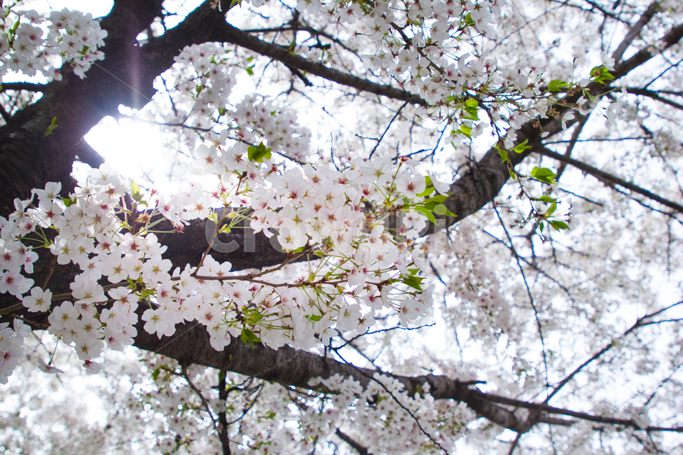 cherryblossom,벚꽃,나무,tree,꽃,flower,햇빛,sunny,hope,희망,spring,봄,april,background,beautiful,beauty,bloom,blooming,blossom,blossoming,branch,bright,bud,cherry,closeup,color,country,daytime,decorative,environment,flora,floral,fresh,garden,growth,leaf,lovely,may,natural,nature,object,outdoor,outdoors,pale,petal,petals,pink,plant,rural,scene,scenery,season,seasonal,soft,springtime,suburb,weather,white,배경,자연,4월,3월,봄날,아름다움,봄,계절,spring,season,식물,자연,plants,nature,꽃,flower,plant,blossom
