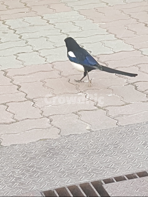 까치,새,보도블럭,길,소식