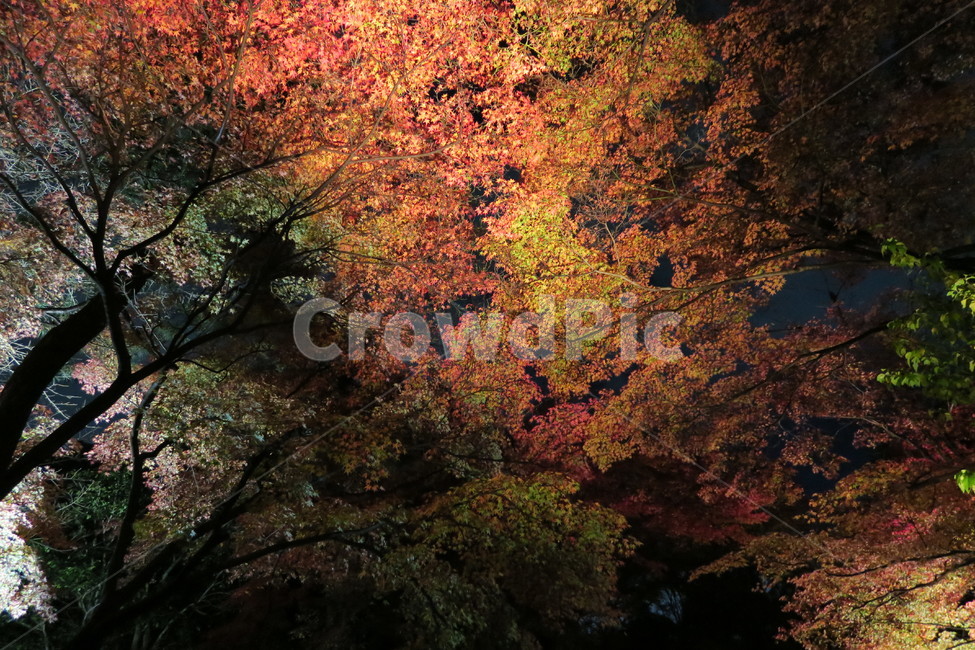 야경,공원,단풍,주황,낙엽,가을,계절,fall,autumn,season,야경,밤,풍경,nightscape,night,landscape,tree,나무,plant,식물,maple