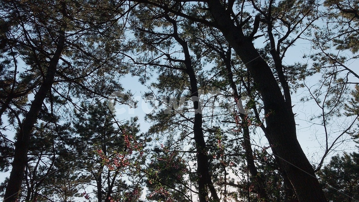 숲,나무,숲길,등산,산속,나뭇잎