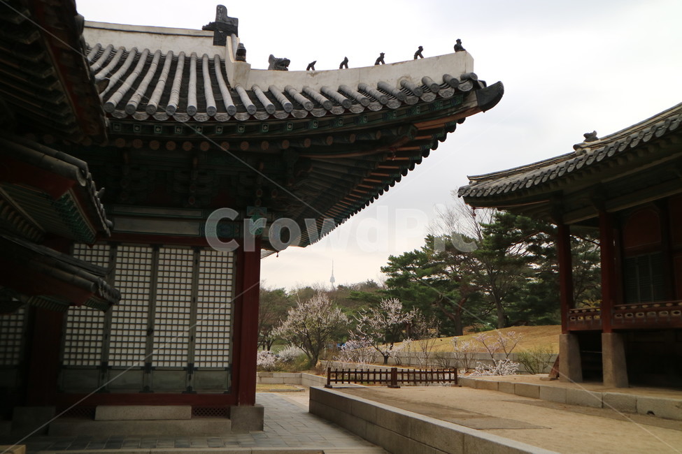 창경궁,봄,꽃,벚꽃,남산,풍경,궁궐,한국전통,한국문화,korean traditional,korean culture,랜드마크,landmark,tourist attraction,한국랜드마크,한국관광지,한국명소,korea landmark,korea tourist attraction,건축물,건물외관,exterior,building,structure,architecture,construction