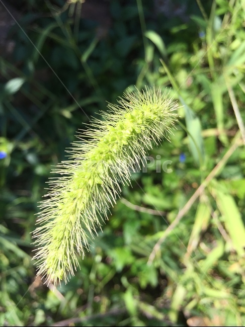 식물,tree,나무,grass,잔디,강아지풀,풀,식물,자연,plants,nature