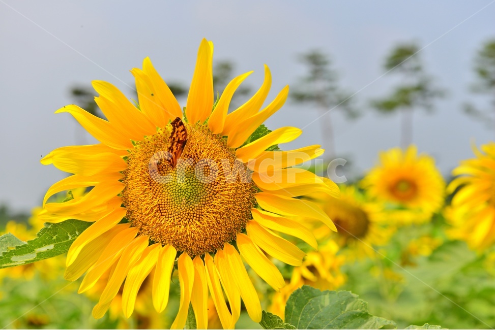 plant,식물,blossom,flower,꽃,sunflower,해바라기,고창,학원농장,해바라기밭,나비