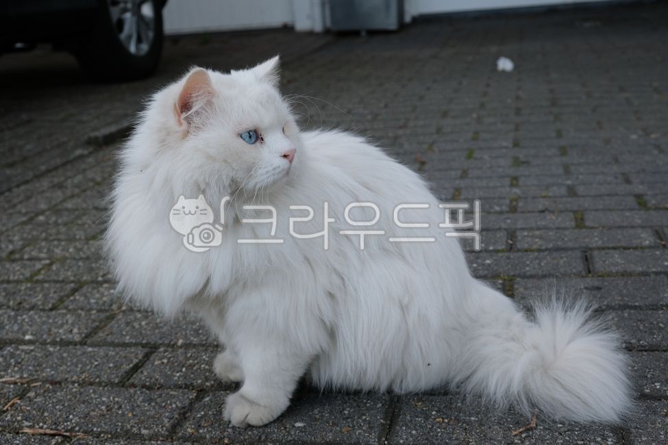 Odd Eye,profile,elegant cat,Persian,persian,oeye,Persian cat,road,white cat,cat,cuteness,dodo,Odd Eye Cat,persiancat,pet