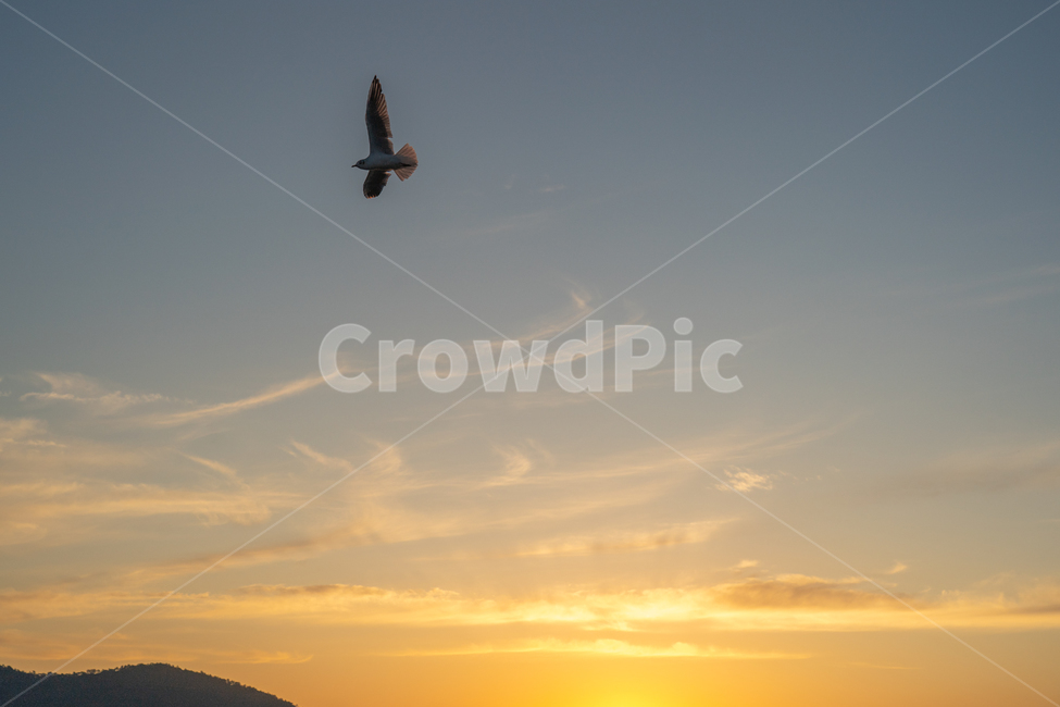 일몰,sunset,새,bird,바다,구름,cloud,붉은노을,redsky,nature,자연,flying,동물,animal,자연,풍경,nature,landscape