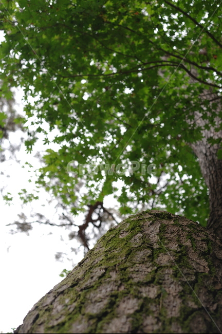 나무,풍경,자연,접사,느낌,식물,자연,plants,nature,나무,trees,wood