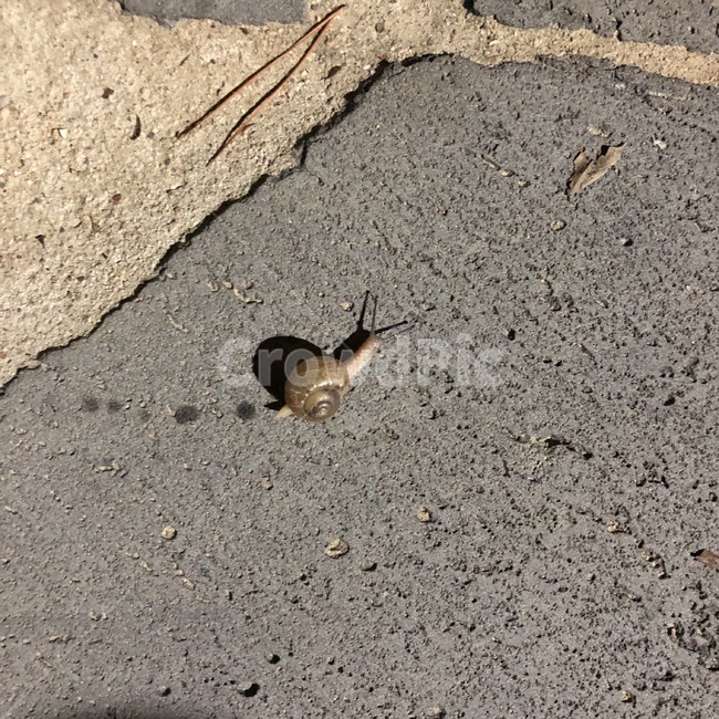 달팽이,동물,slow,도심,그림자,동물,animal
