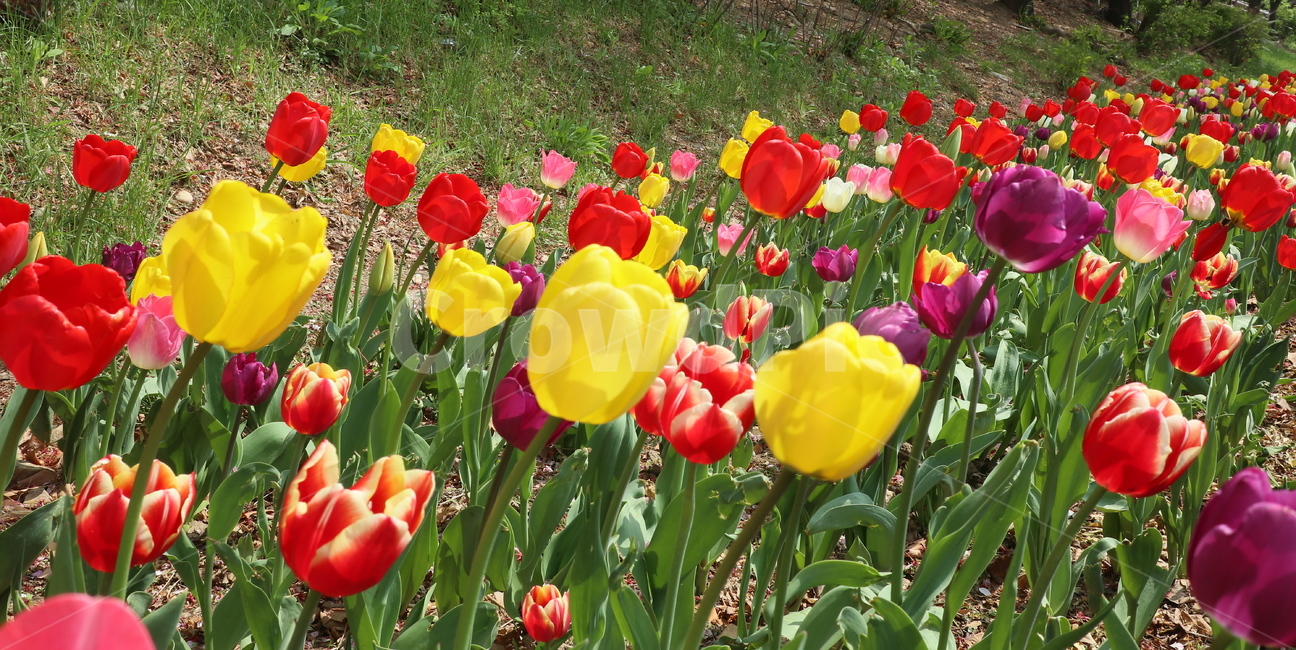 꽃,식물,튤립,봄,개화,식물,자연,plants,nature,꽃,flower