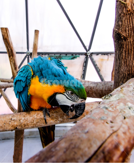 앵무새,새,동물,animal,bird,동물,animal,조류,새,birds