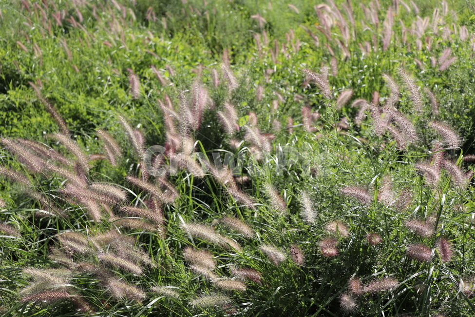 갈색,풀,숲,공원,경치,야외,산책,풍경,갈대,식물,자연,plants,nature